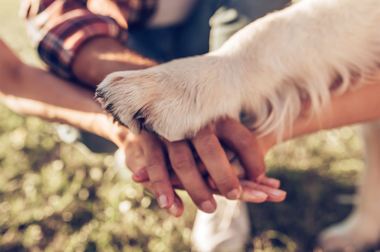 OrtoPaw Protesi e Tutori per animali